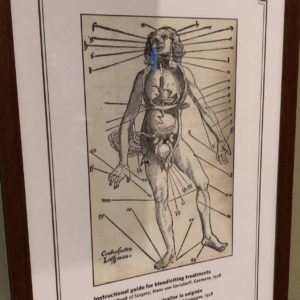 Bloodsuckers: legends To Leeches - Royal Ontario Museum